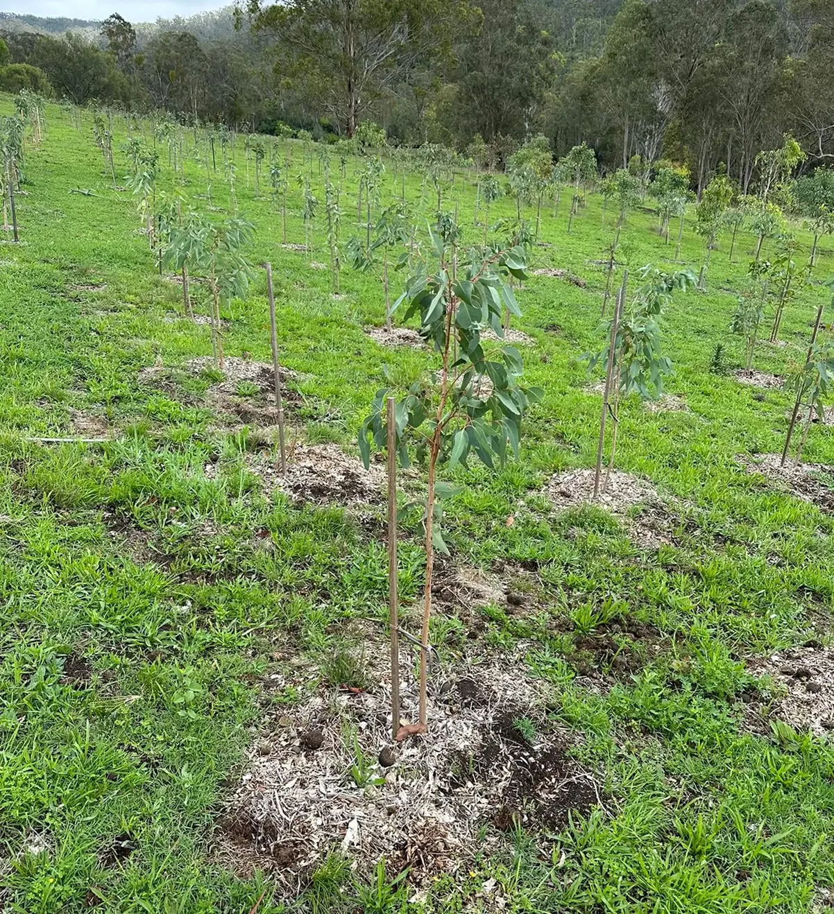Young trees planted in a green field.