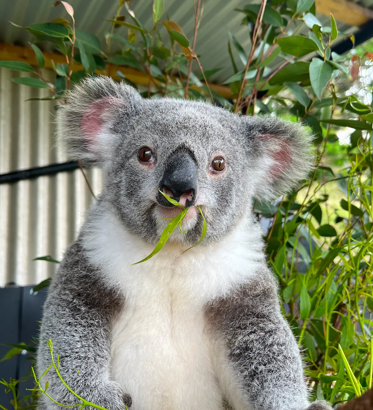 Koala chewing leaves in natural habitat.
